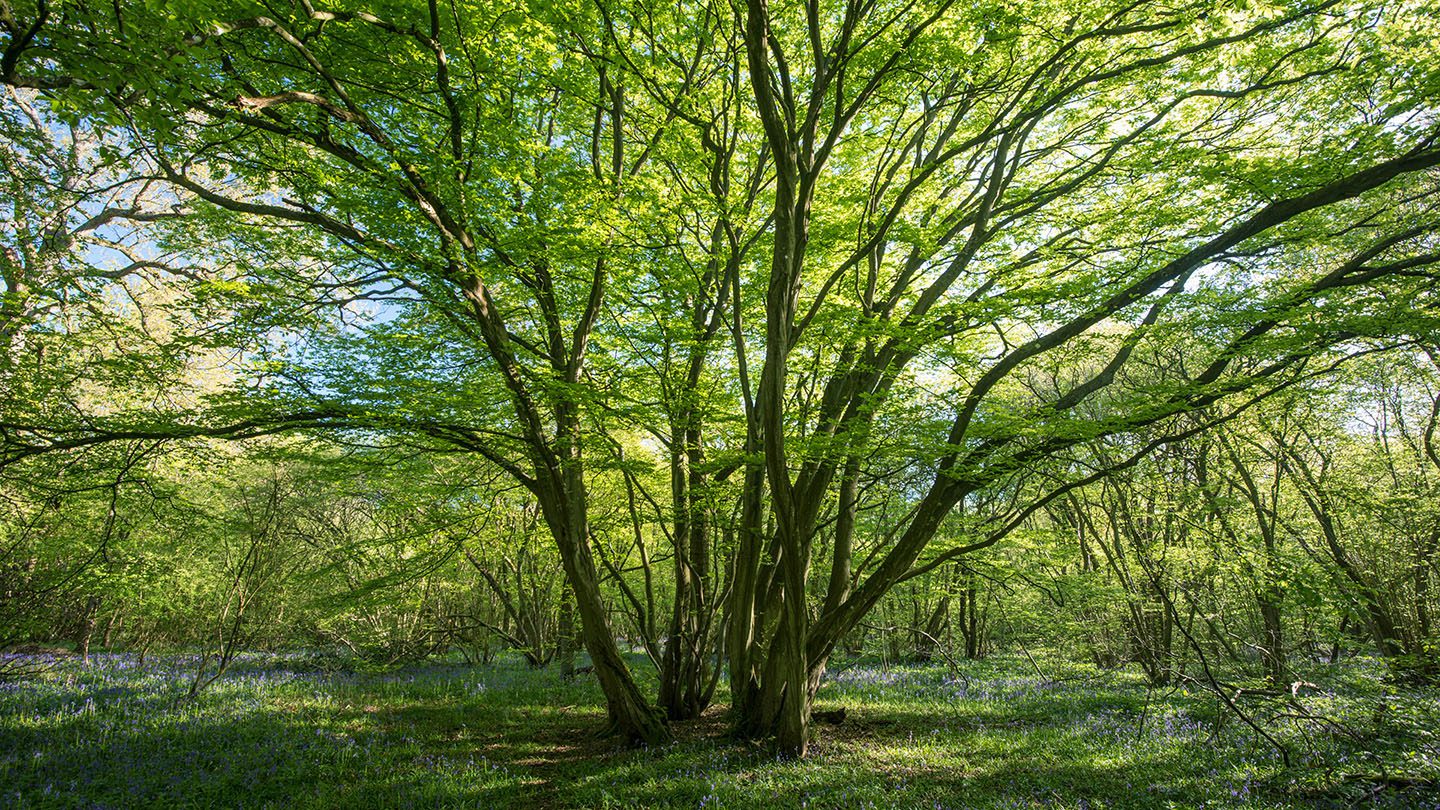 hornbeam tree in woodland