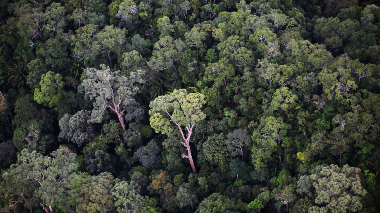 meranti tree in rainforest
